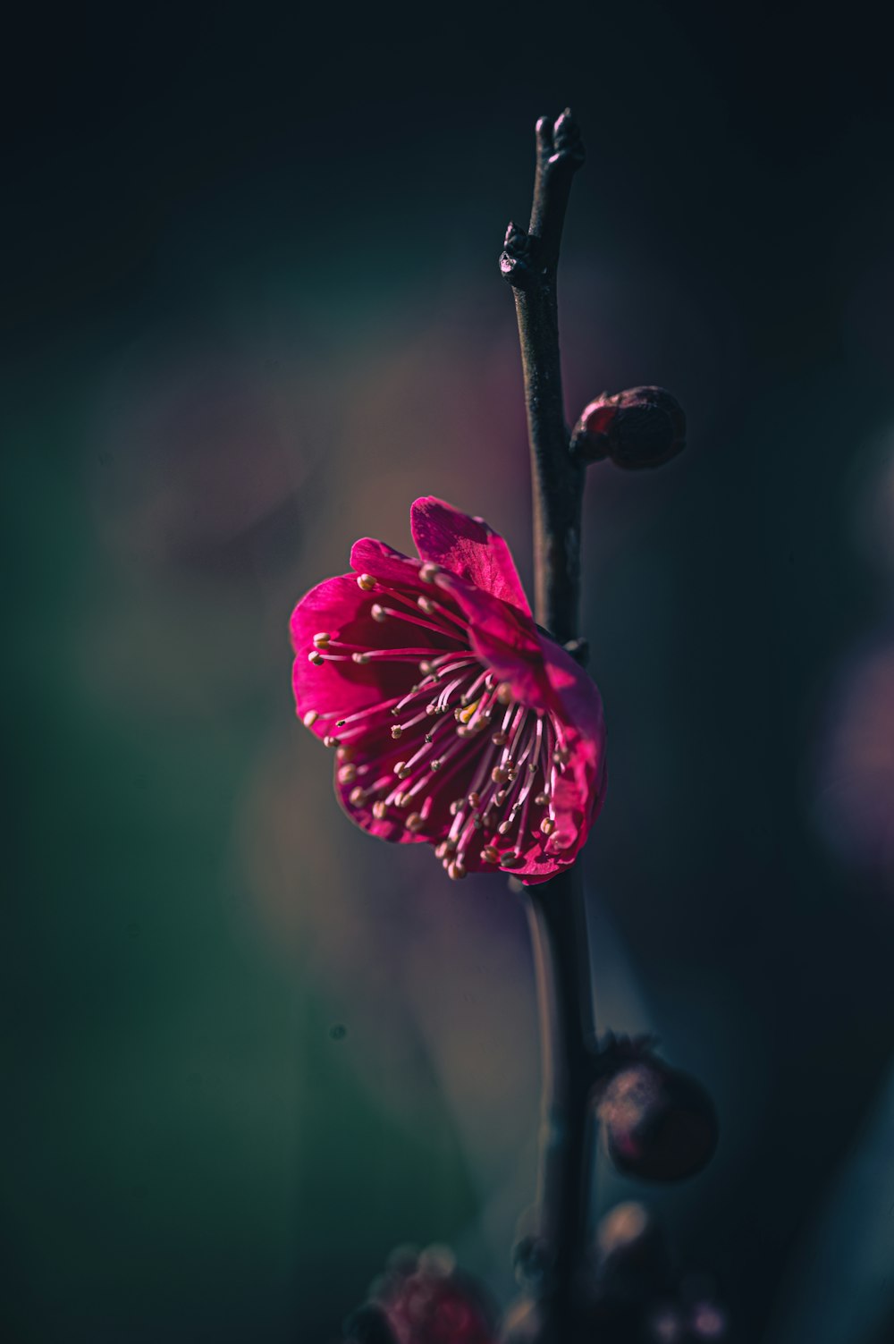 un primo piano di un fiore su uno stelo