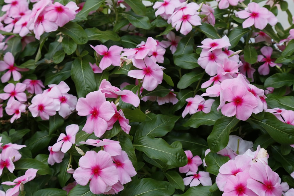 a bush of pink flowers with green leaves