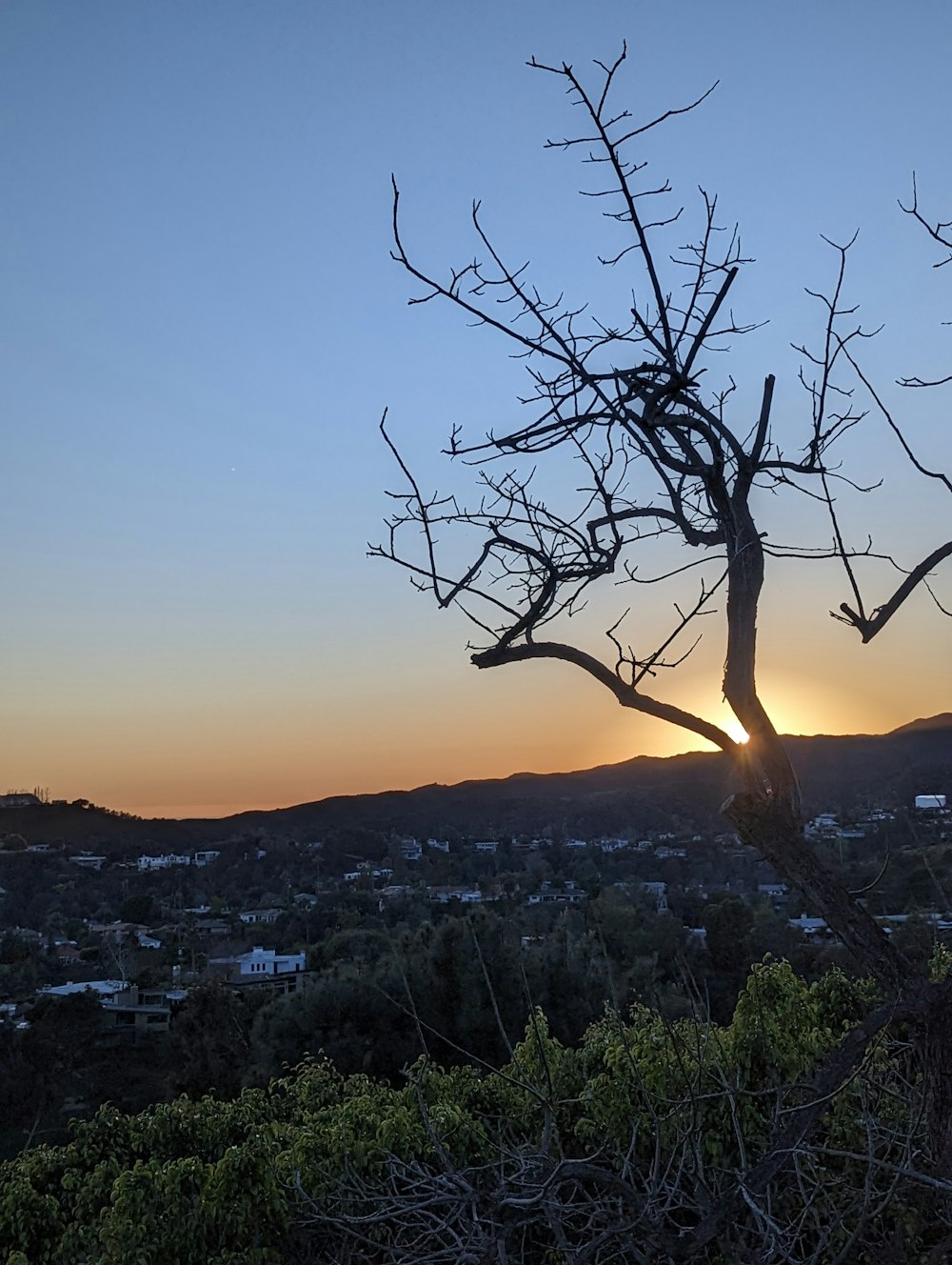 a tree with no leaves in front of a sunset