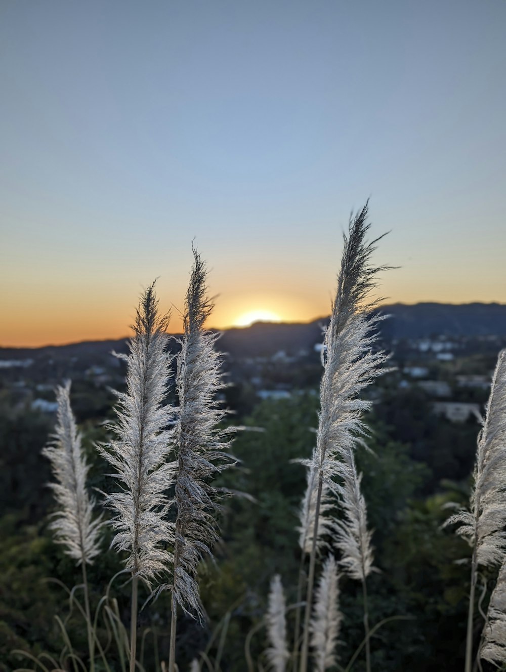 the sun is setting behind some tall grass