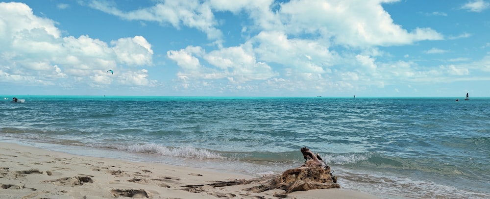 a tree stump on a beach near the ocean