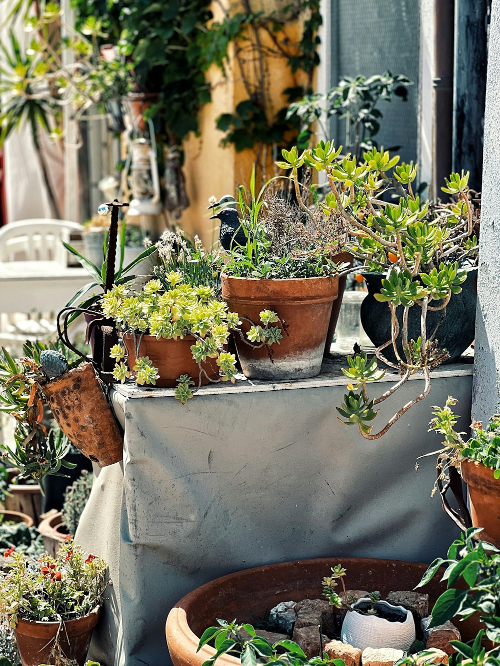 a group of potted plants sitting on top of a table