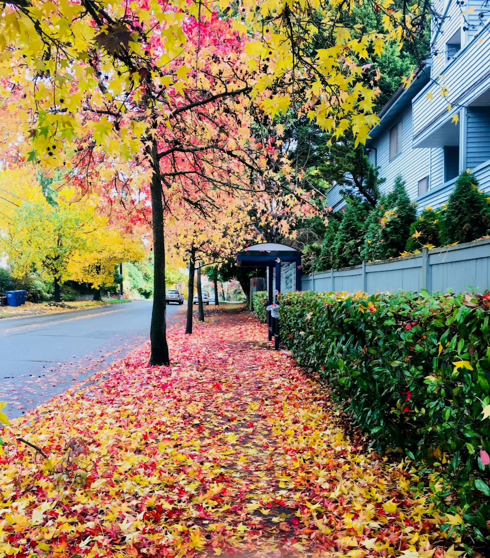 a tree lined street with lots of leaves on the ground