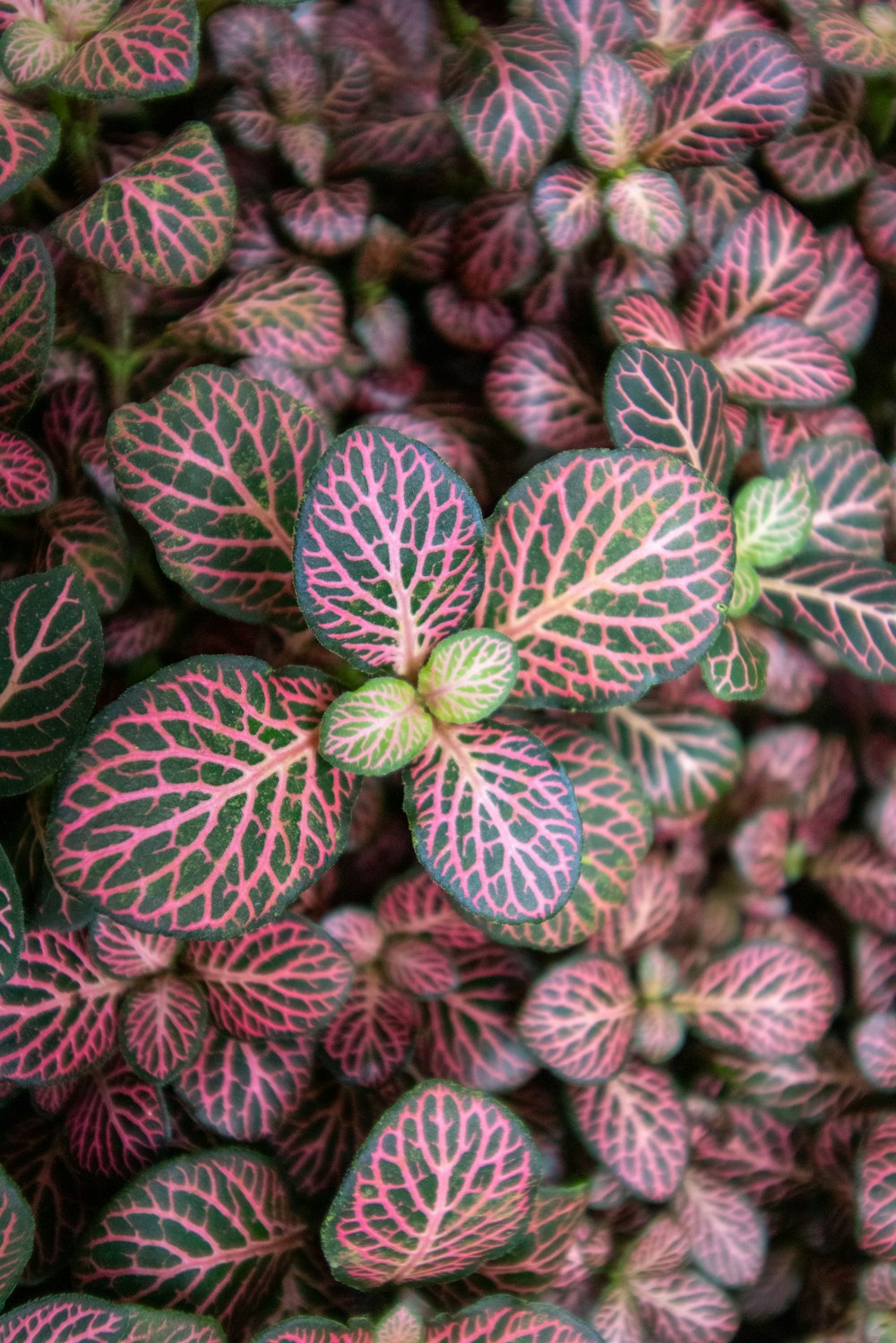 a close up of a bunch of pink and green leaves