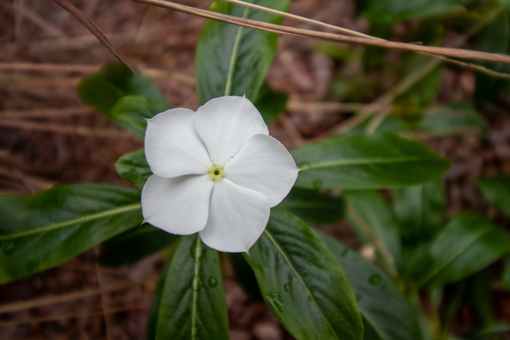 a white flower with green leaves in the background