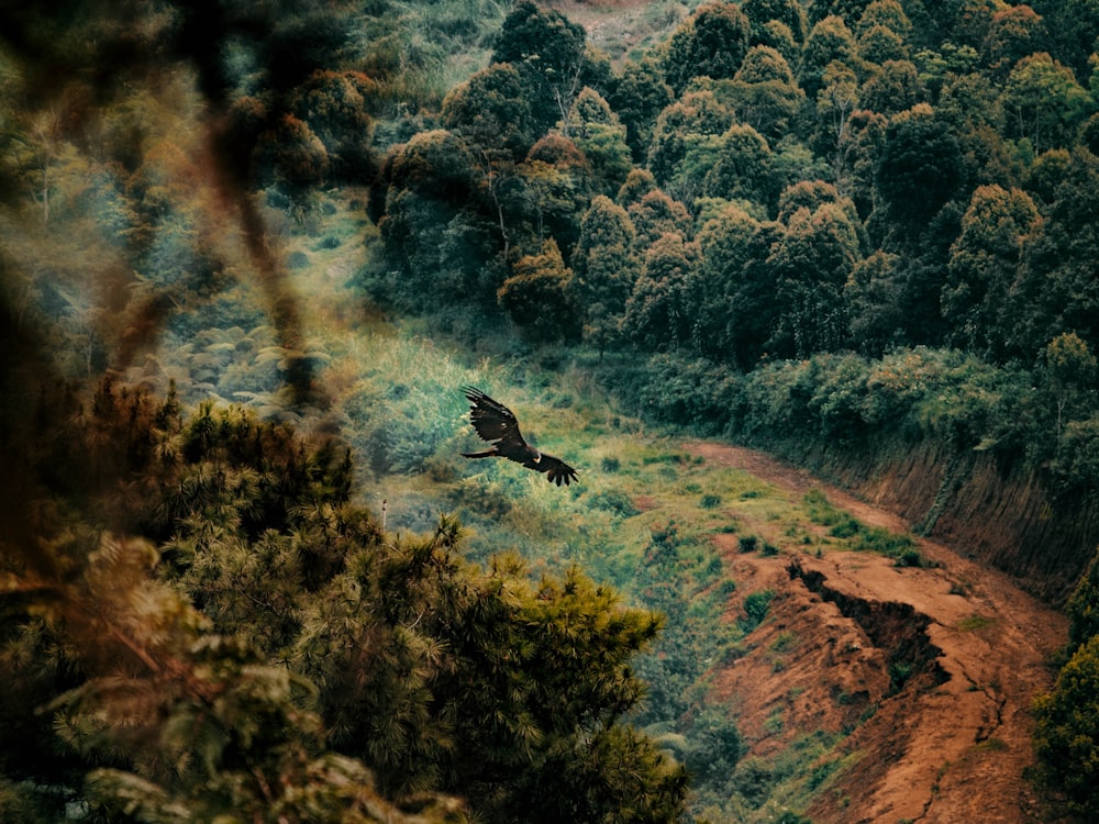 a bird flying over a lush green forest