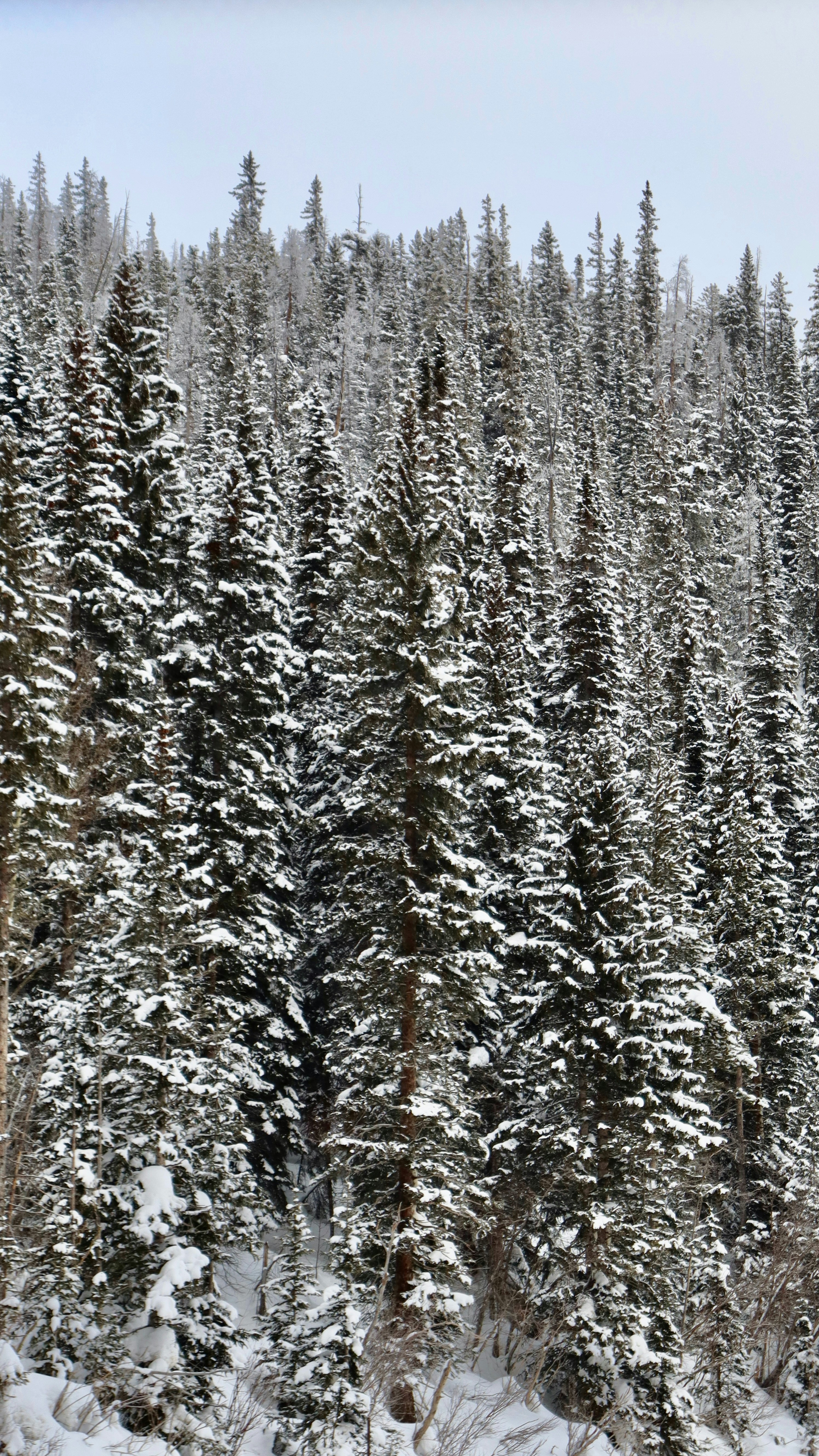 雪に覆われた松の木群