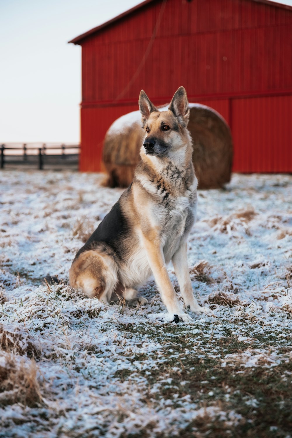 a dog sitting in the snow in front of a red barn