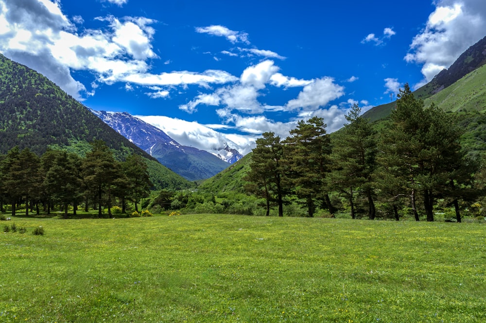 a grassy field with trees and mountains in the background