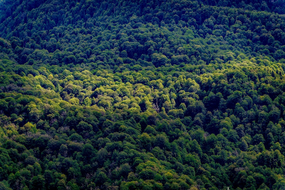 a view of a forested area with a mountain in the background