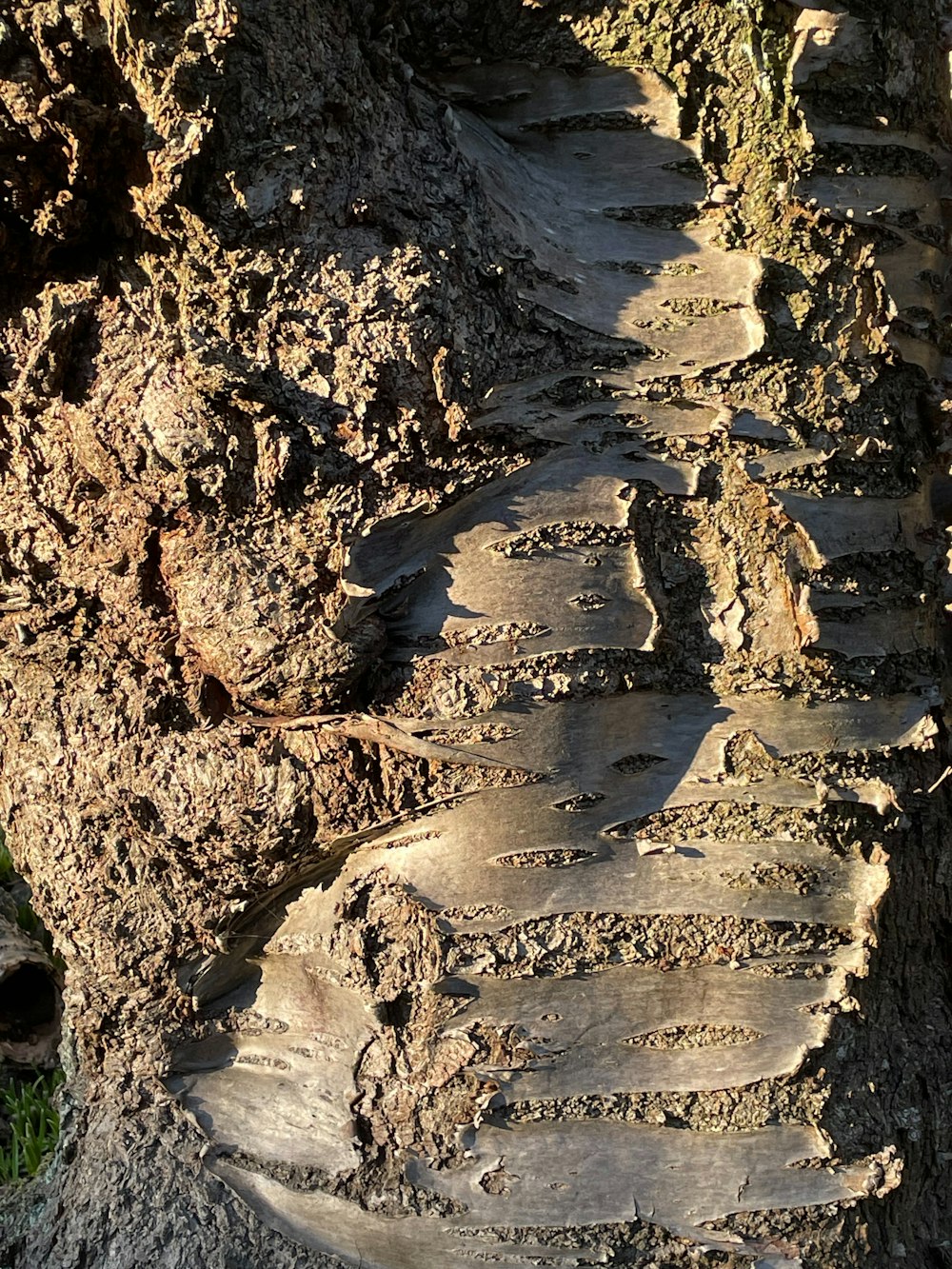 a close up of a tree trunk with dirt on it