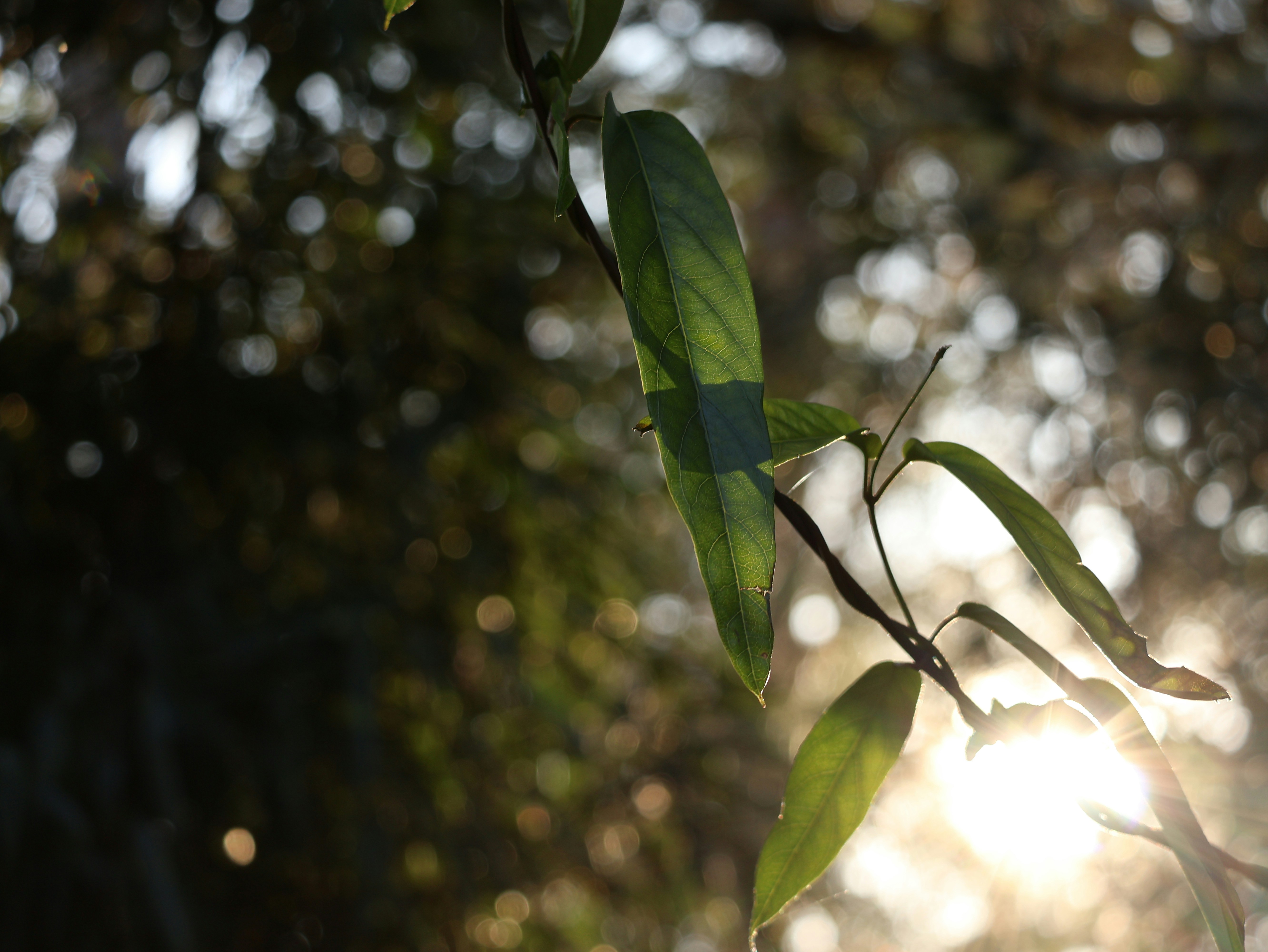 Photo by daniellawithoutane