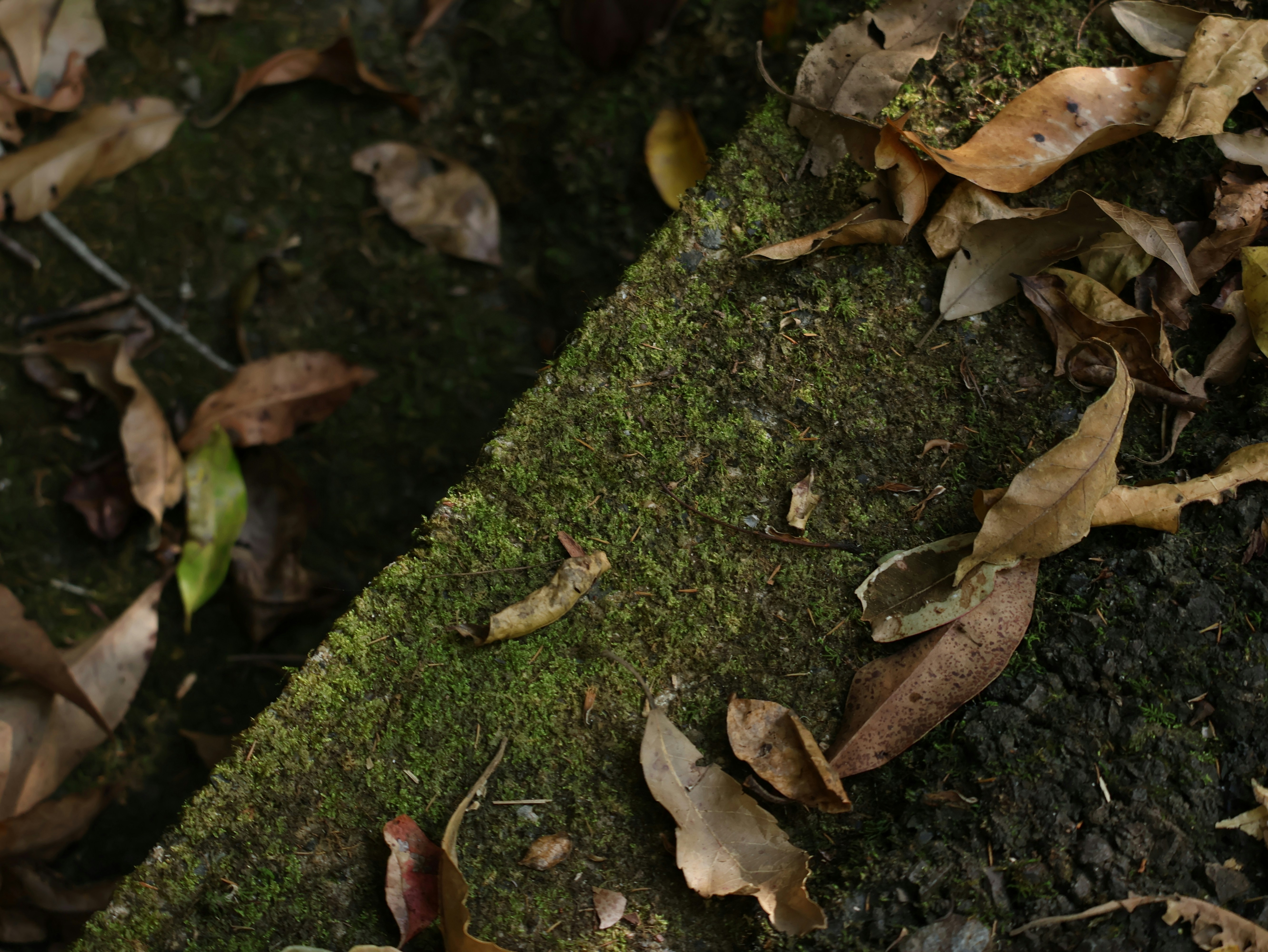 Photo by daniellawithoutane