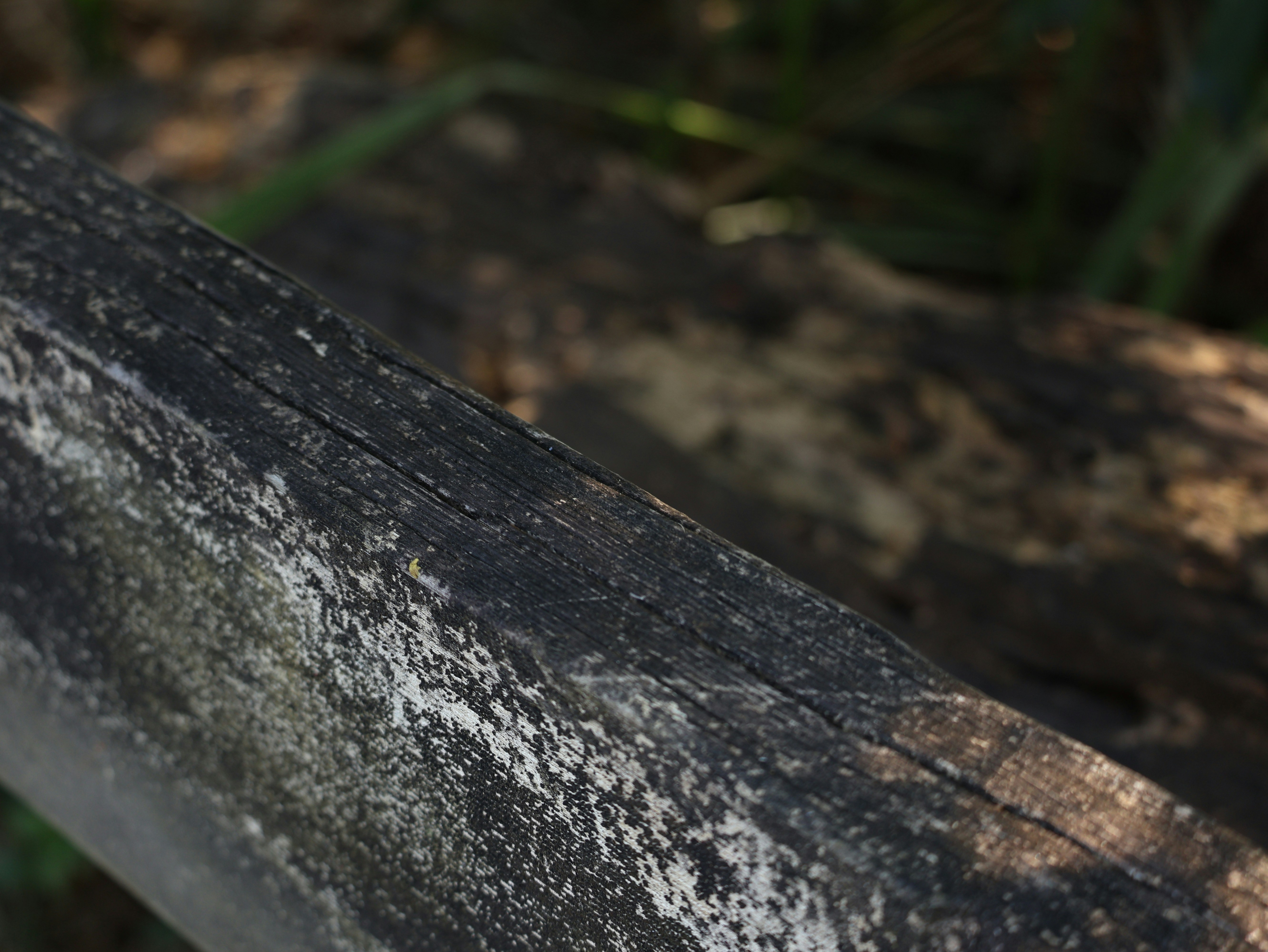 Photo by daniellawithoutane