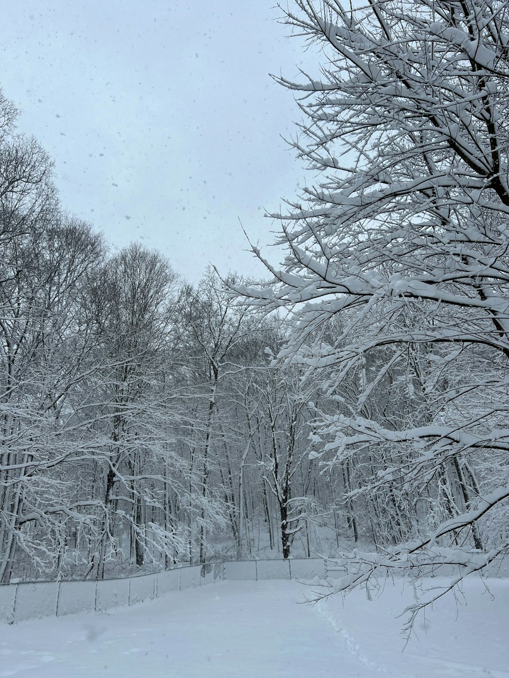 a snow covered forest filled with lots of trees