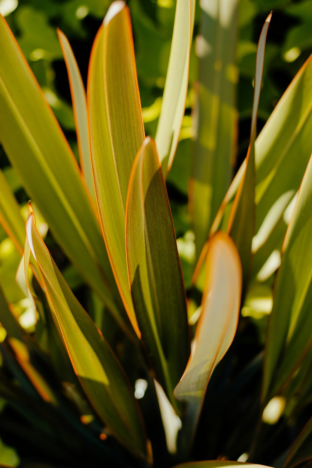 a close up of a plant with green leaves