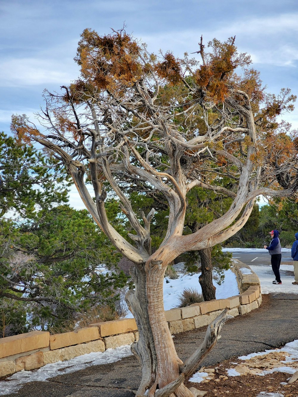 un arbre qui se tient debout dans la neige