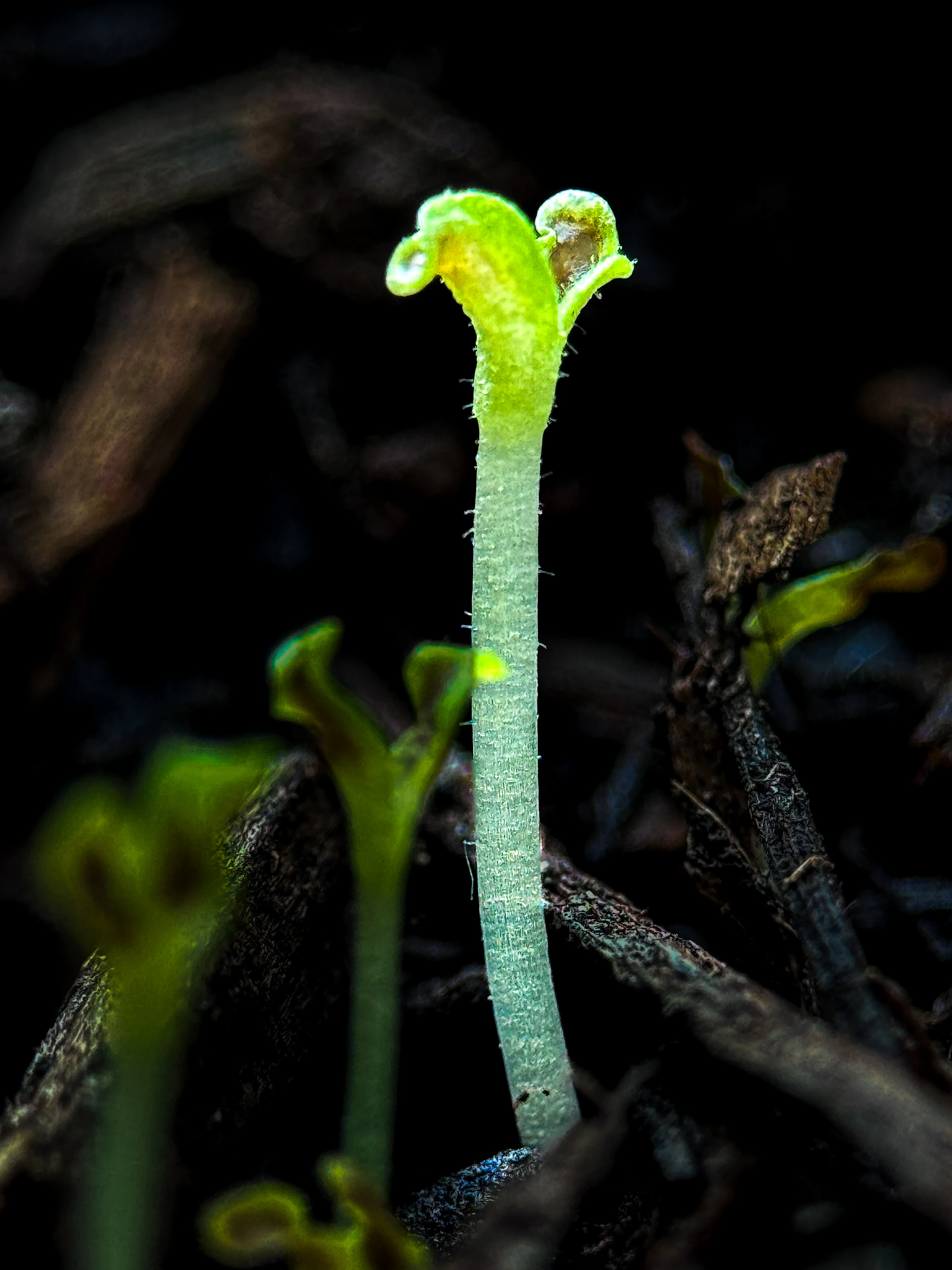 a close up of a plant with a long stem