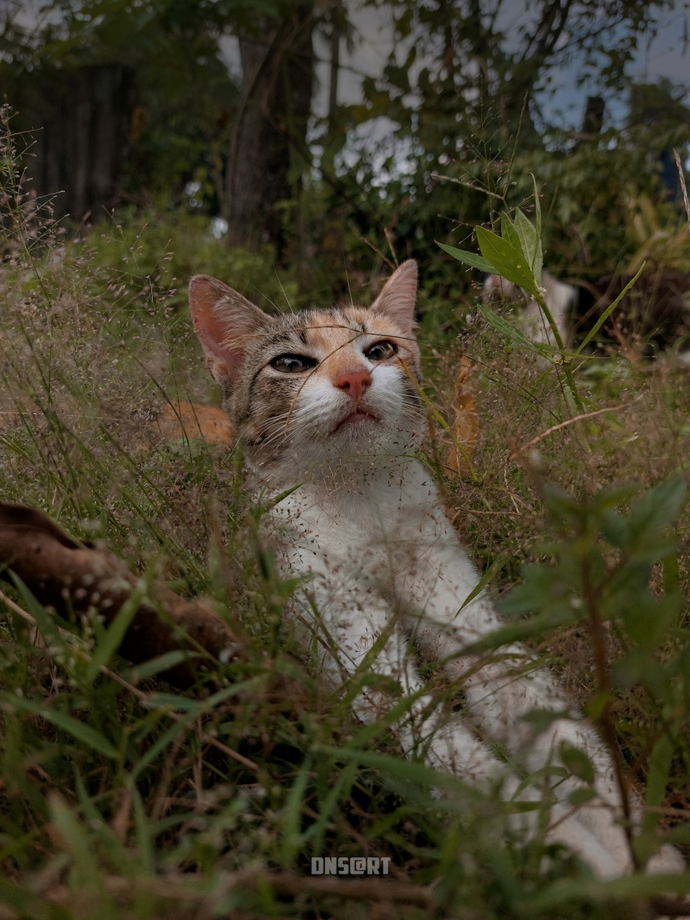 a cat laying in the grass looking up