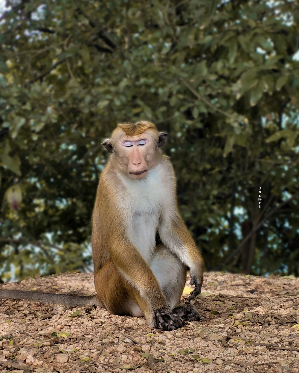 a monkey sitting on top of a pile of dirt