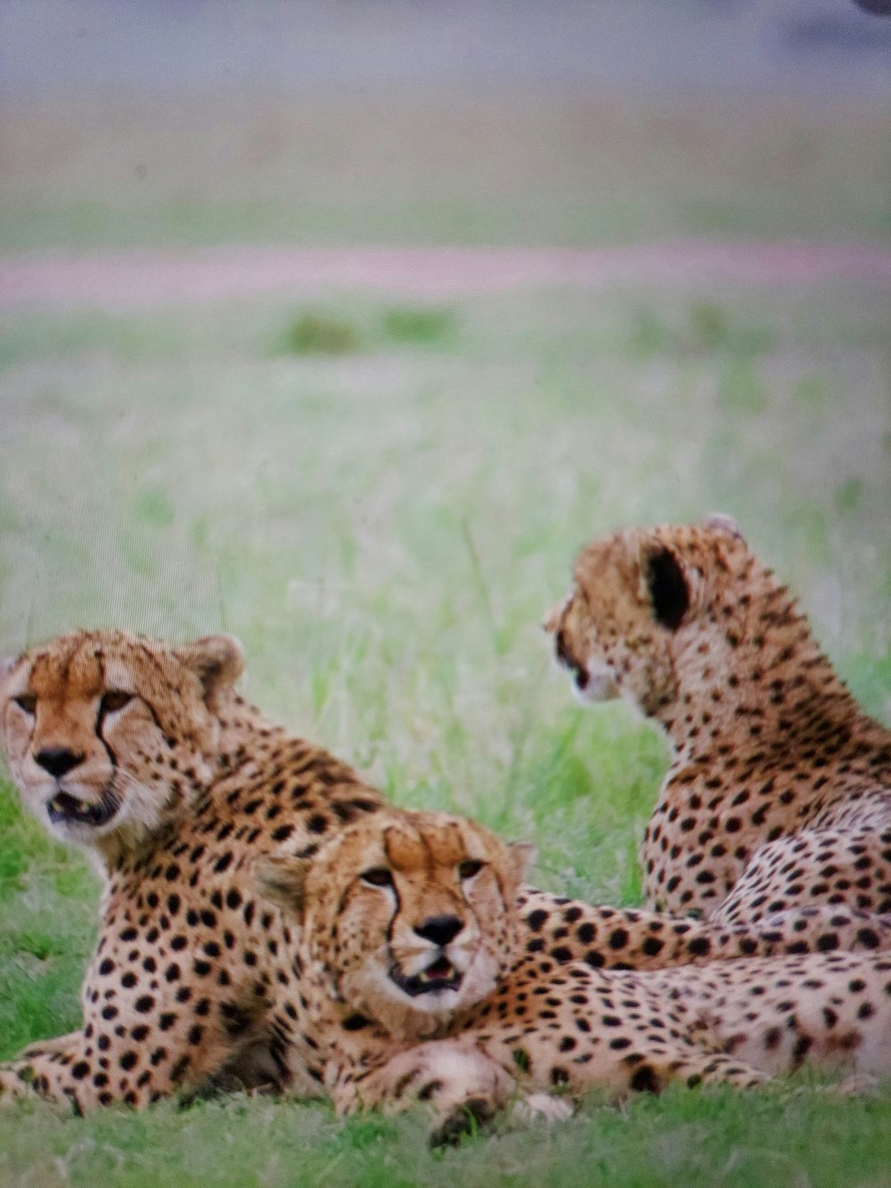 three cheetah are sitting in the grass together