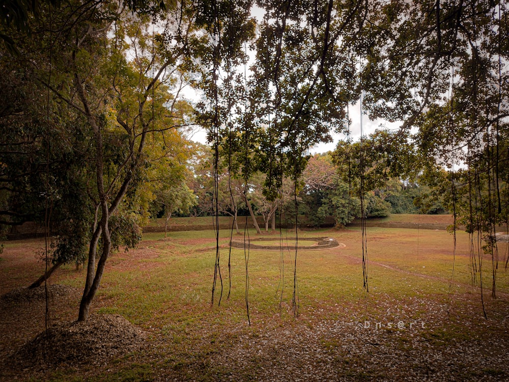 a grassy area with trees and a bench in the middle