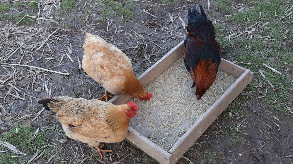 a couple of chickens that are standing in a box