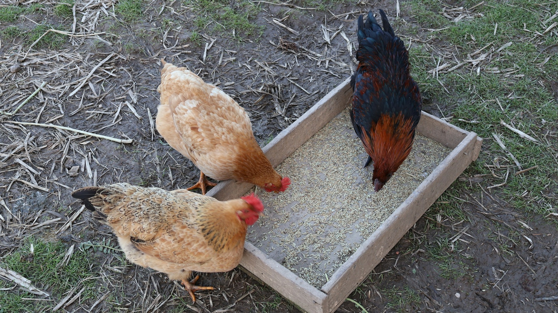 a couple of chickens that are standing in a box
