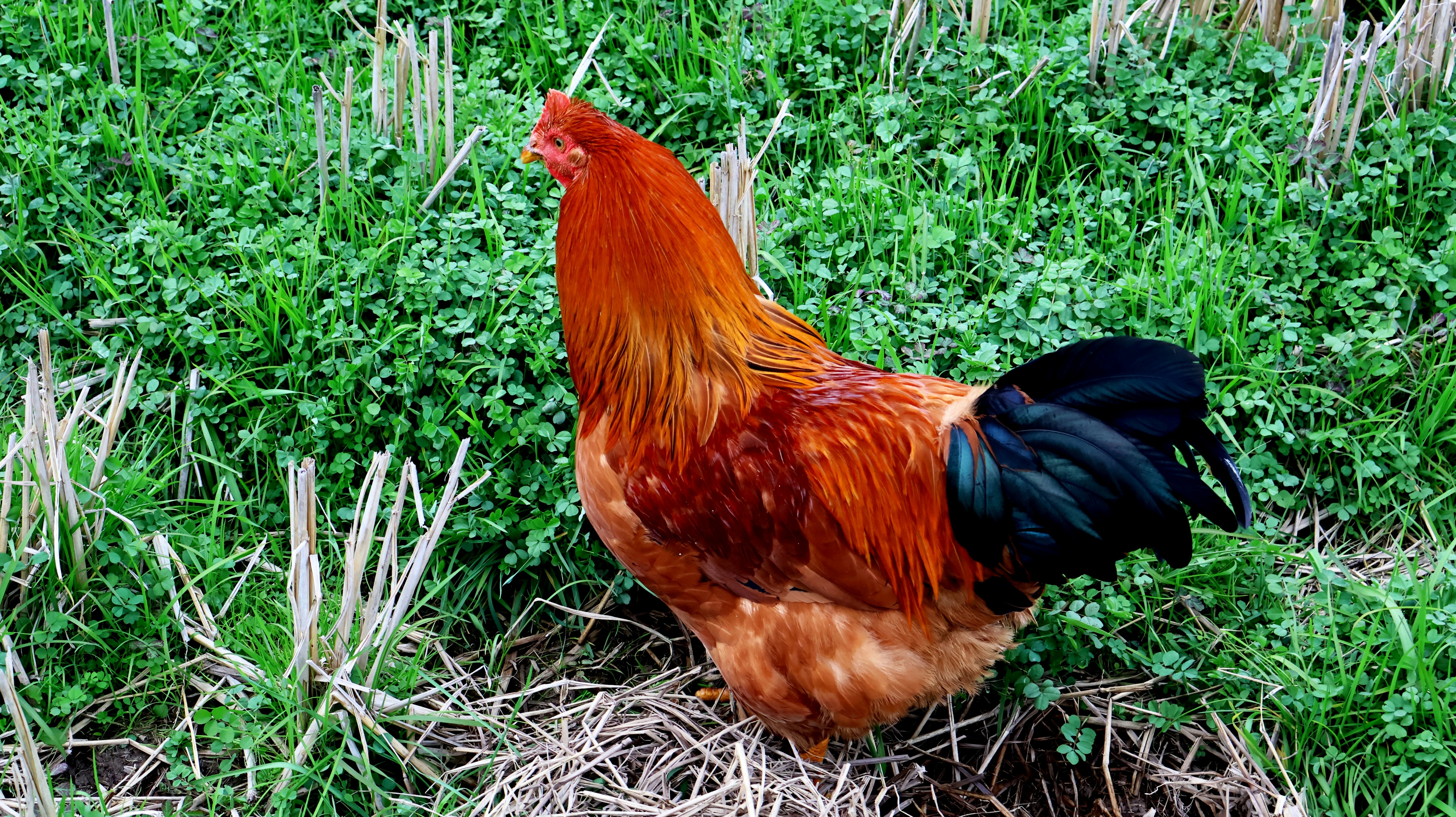 a rooster is standing in a field of grass