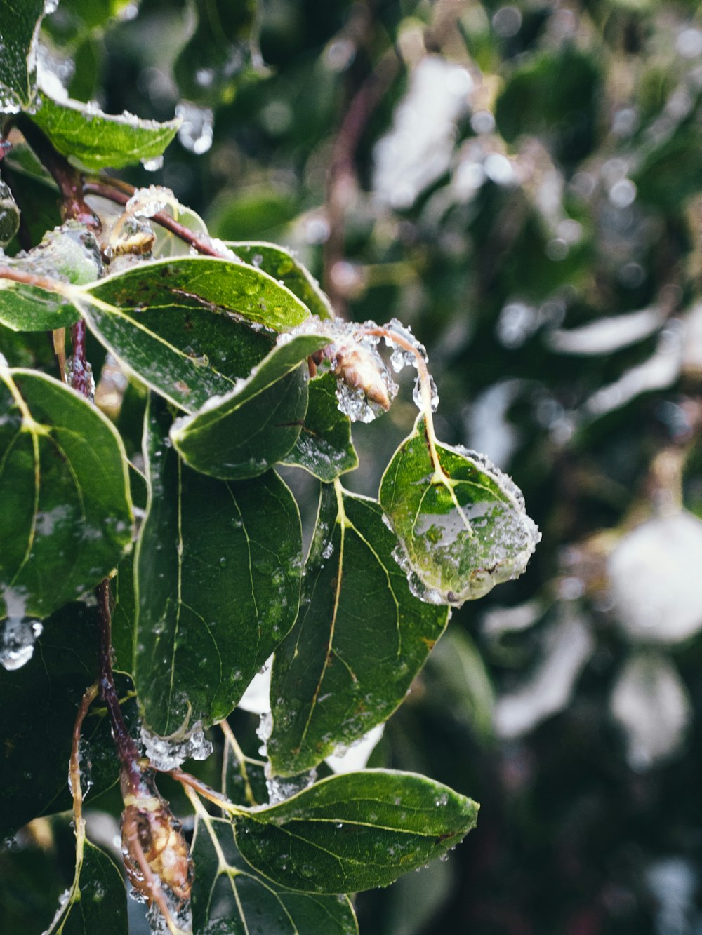 a close up of leaves with ice on them