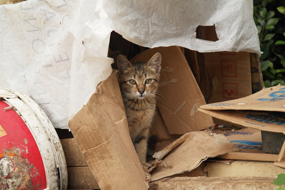 a cat sitting inside of a cardboard box