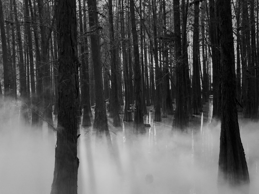 a black and white photo of fog in the woods