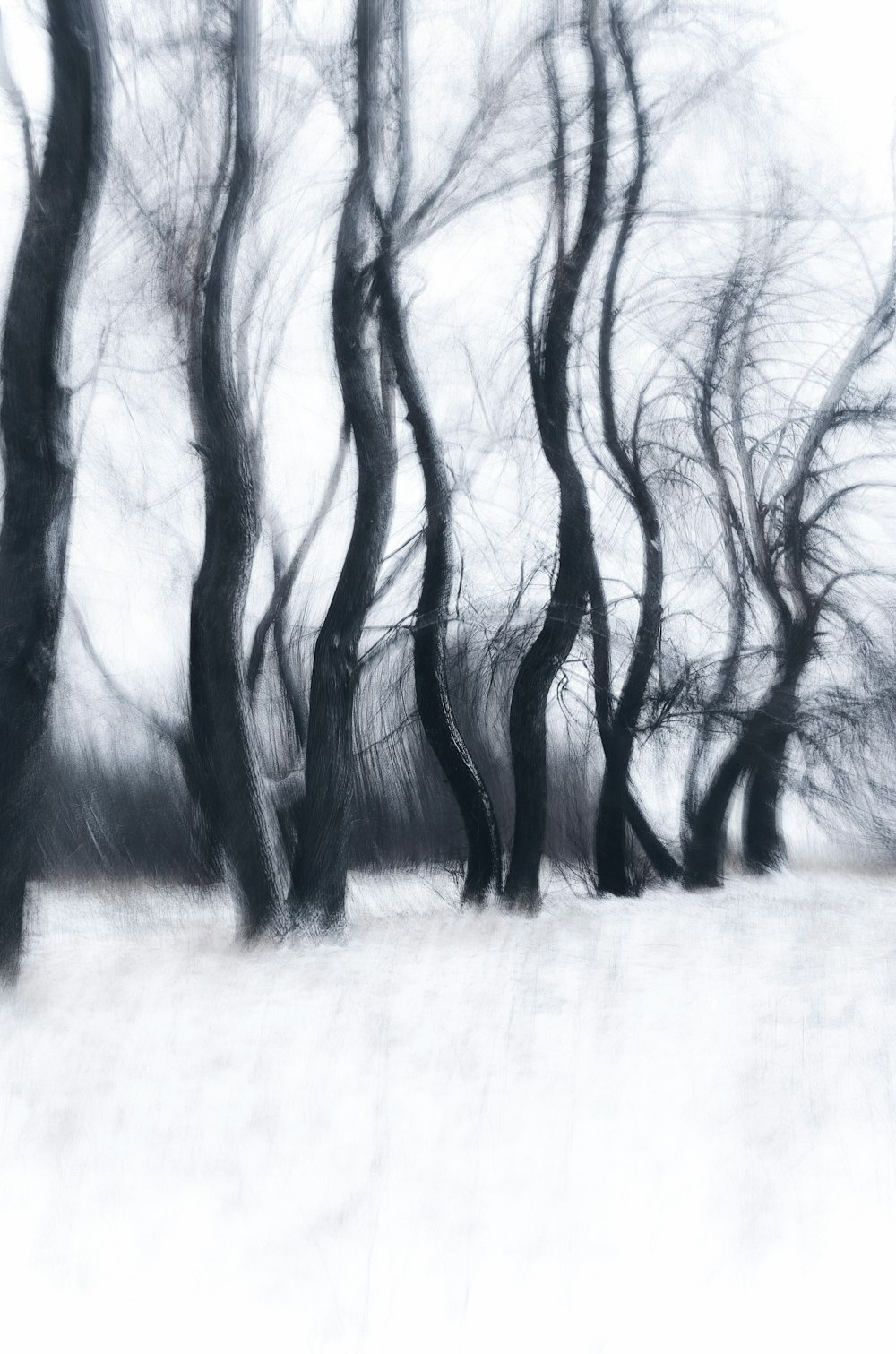ein Schwarz-Weiß-Foto von Bäumen im Schnee