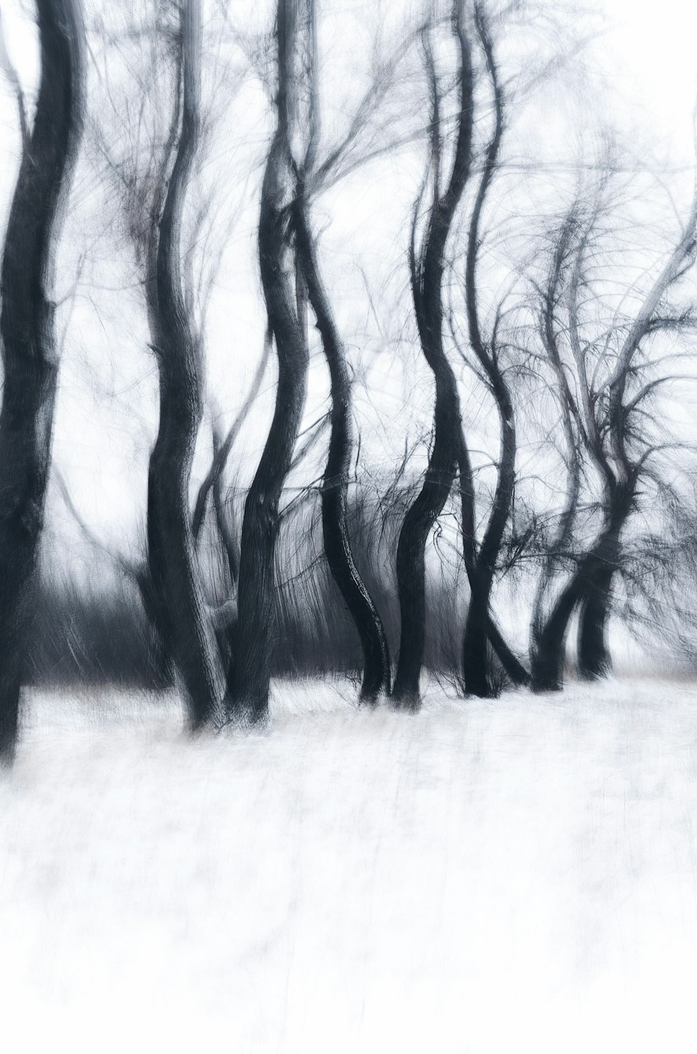 a black and white photo of trees in the snow