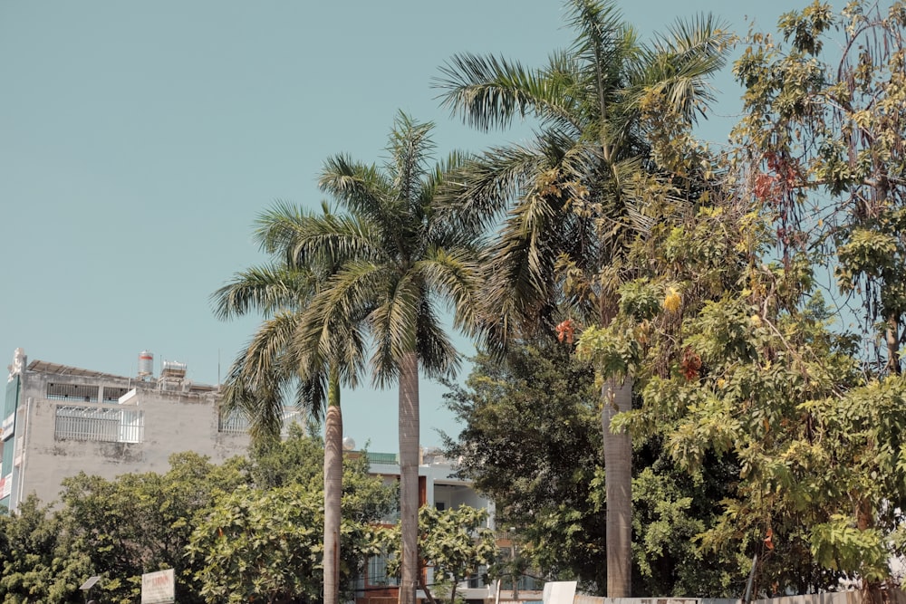 a row of palm trees in front of a building