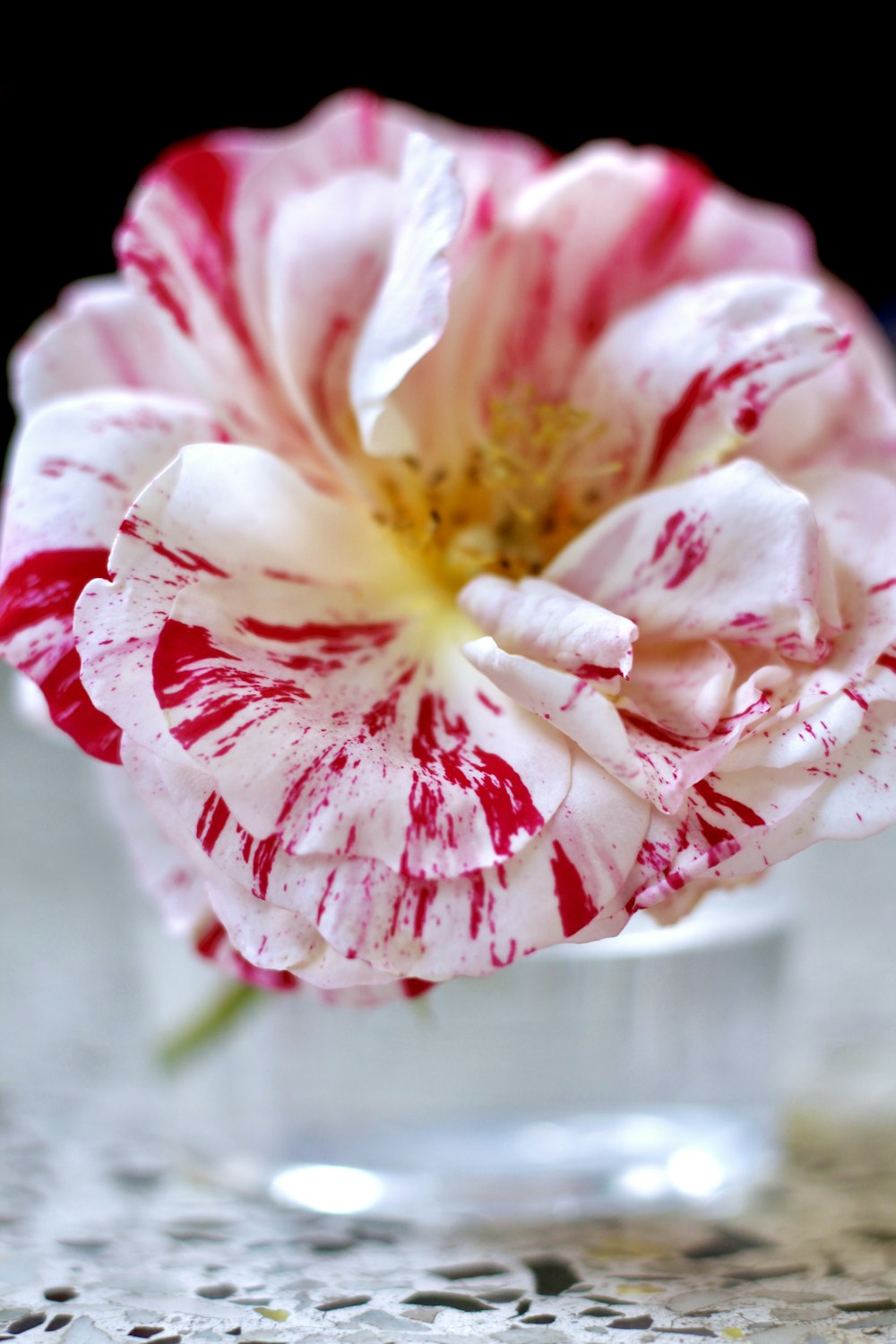 a pink and white flower in a glass vase