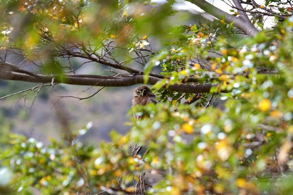 un uccello appollaiato su un ramo di un albero