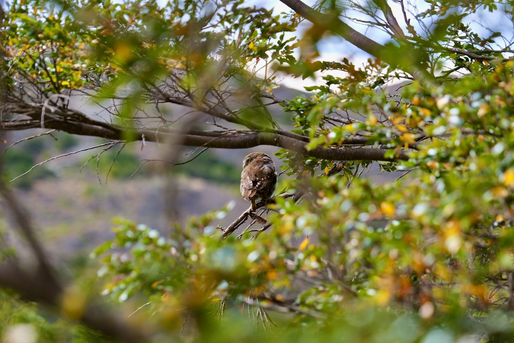 a bird perched on a branch in a tree