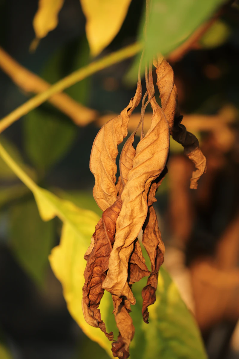 Bacterial Soft Rot — Erwinia & Pectobacterium