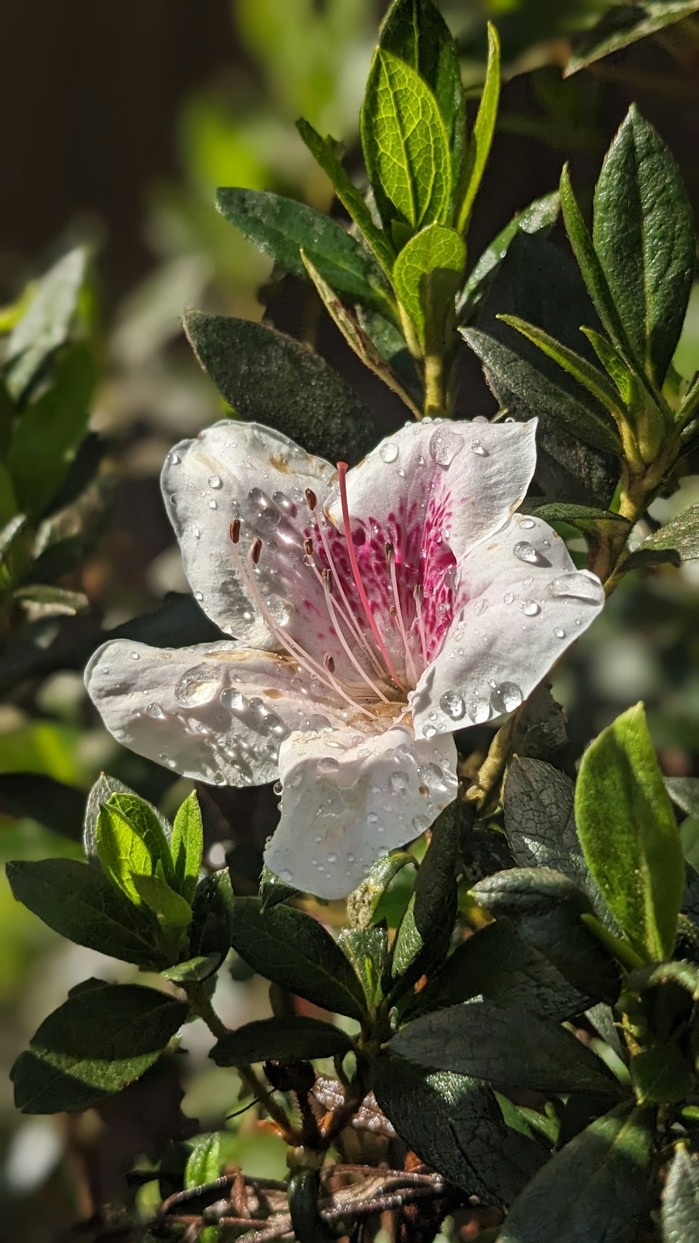 a white flower with a pink center surrounded by green leaves