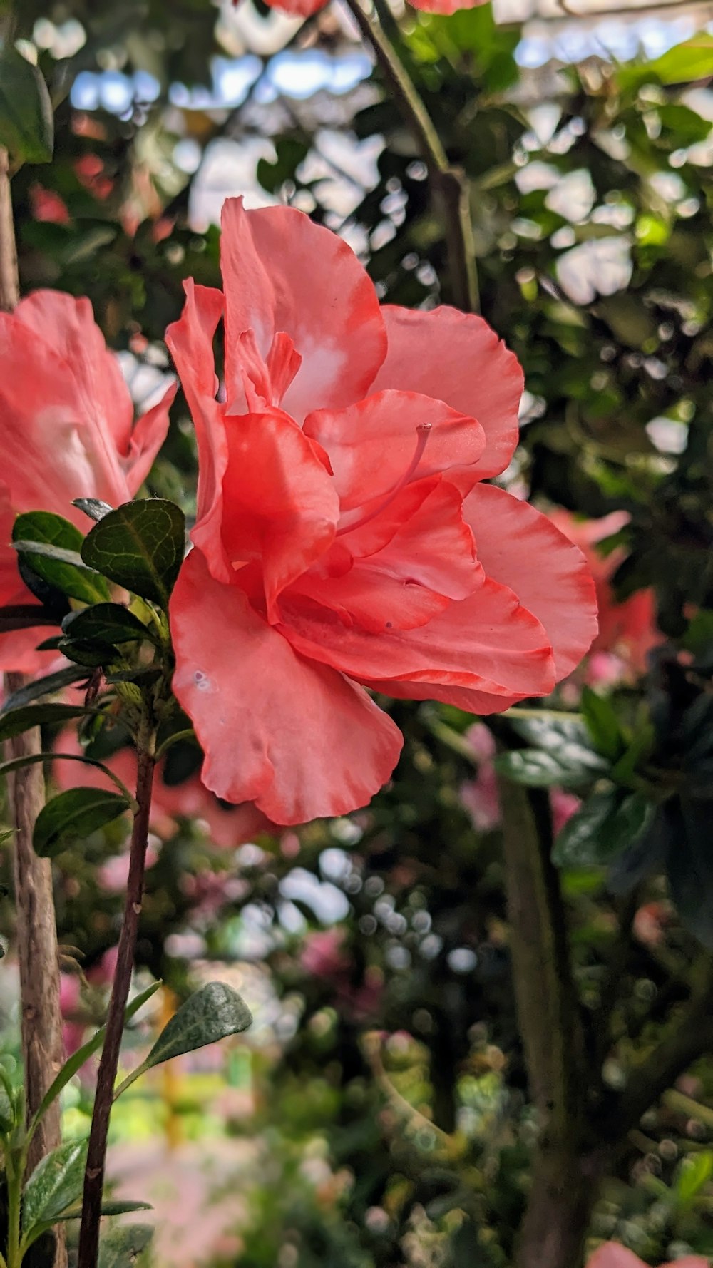 a pink flower is blooming in a garden