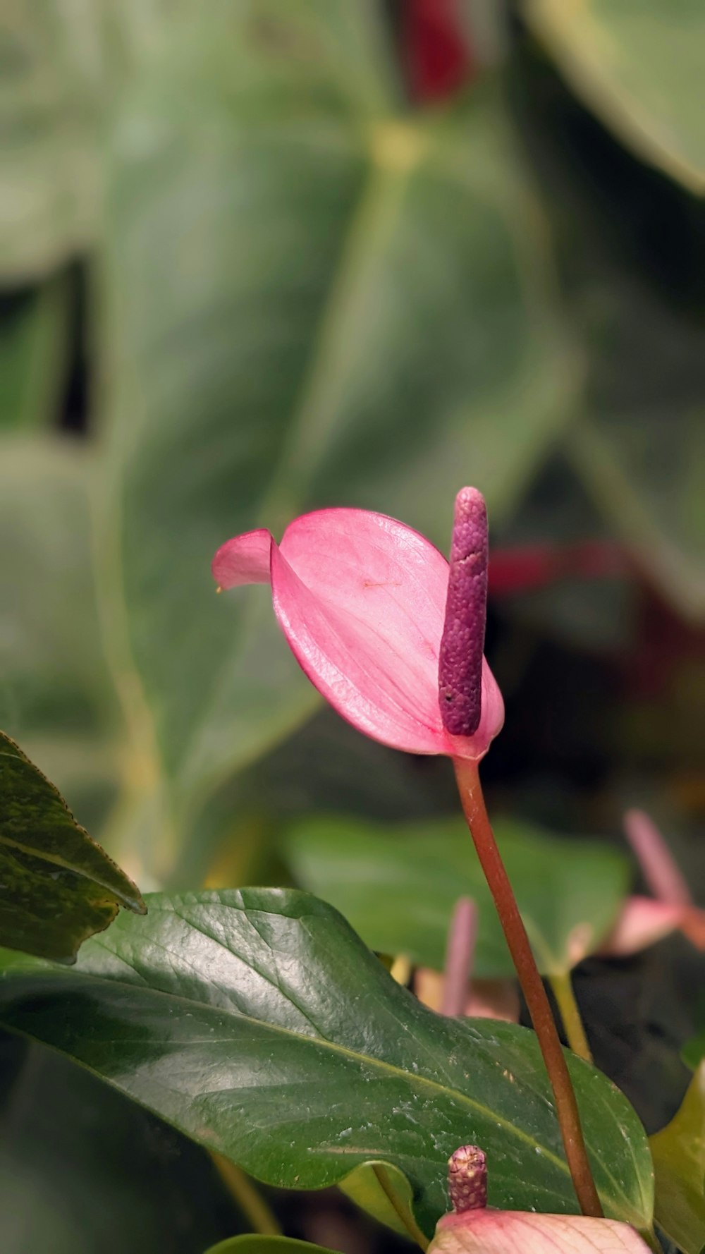 a pink flower with green leaves in the background