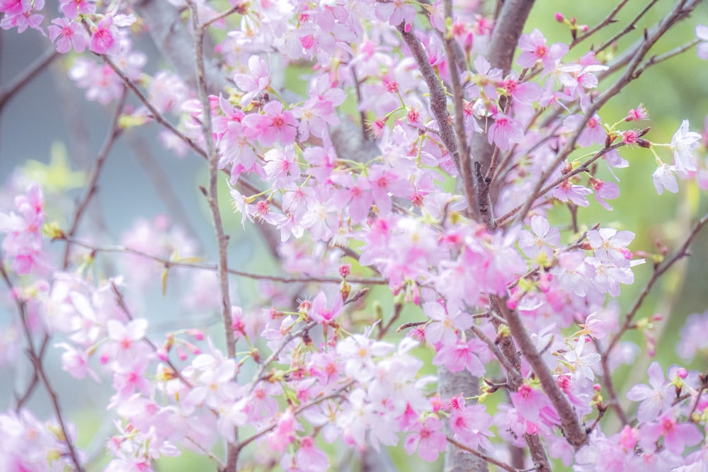 a close up of a tree with pink flowers