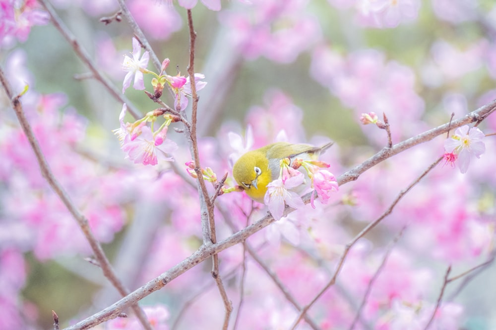 a small yellow bird perched on a branch of a flowering tree