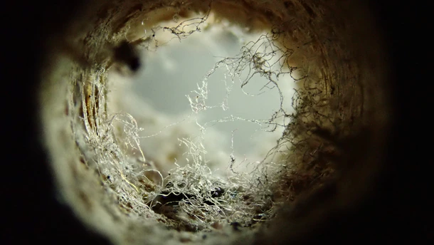 a close up of a hole in a tree trunk