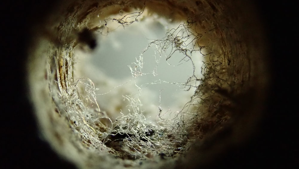 a close up of a hole in a tree trunk