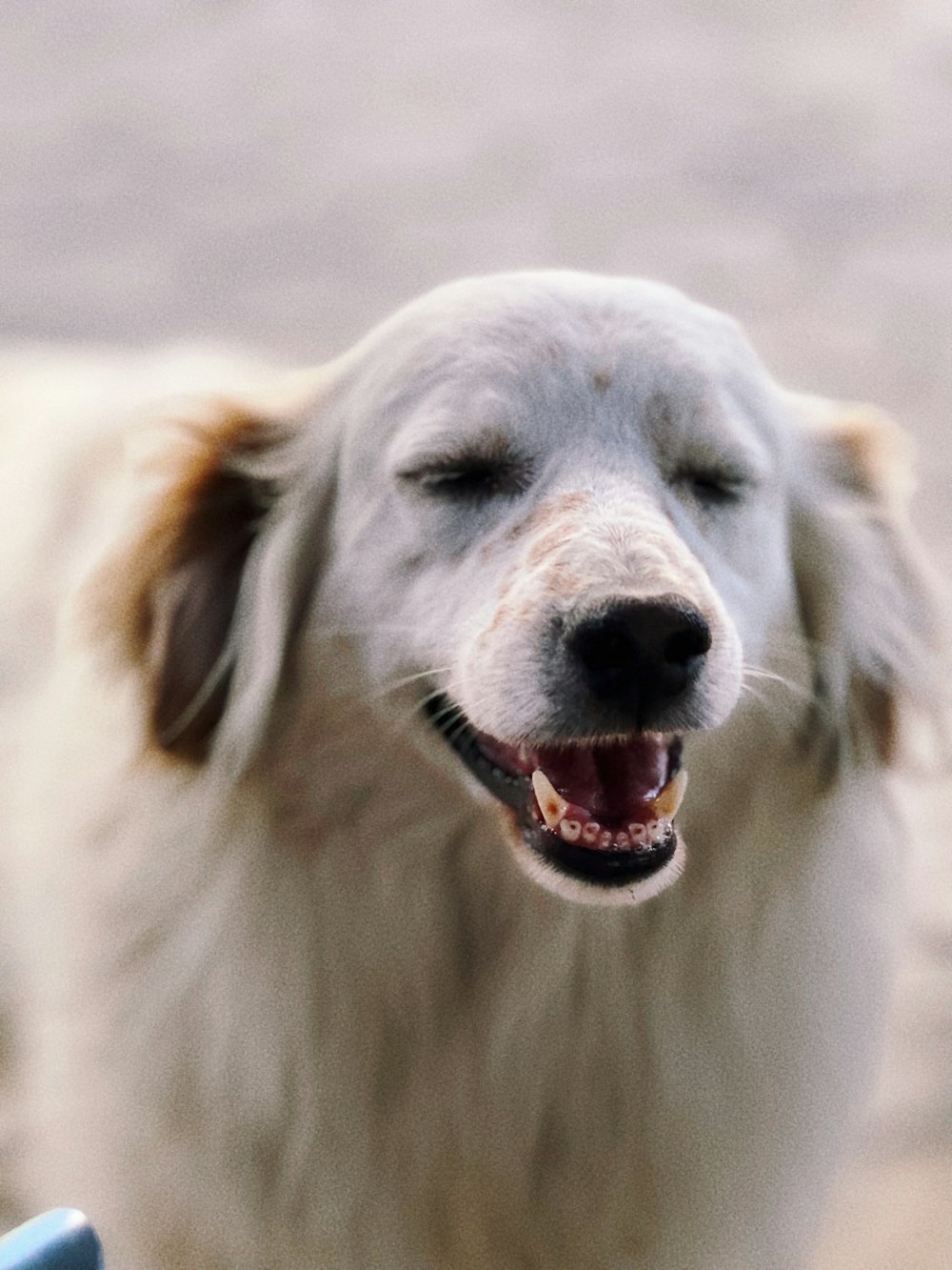 a close up of a dog with its eyes closed