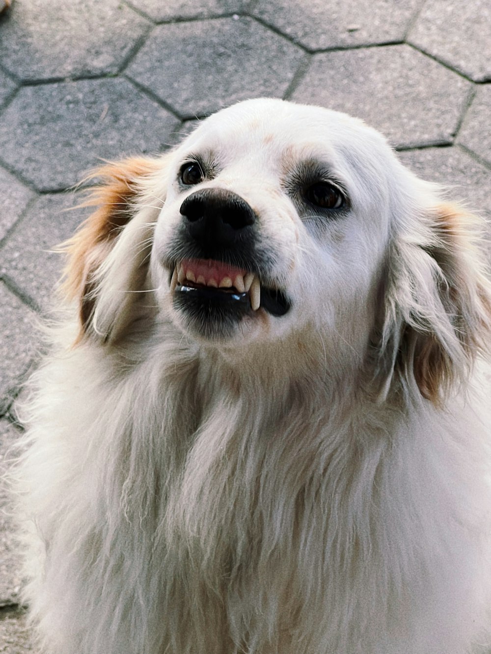 a close up of a dog on a sidewalk