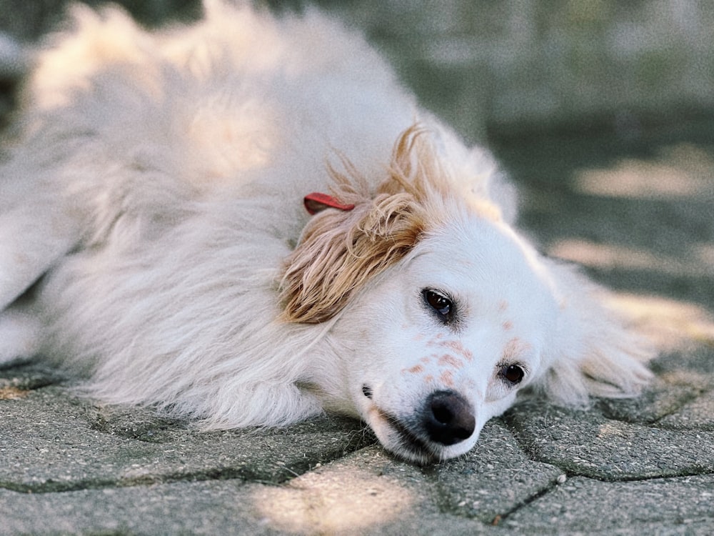a large white dog laying on top of a stone floor