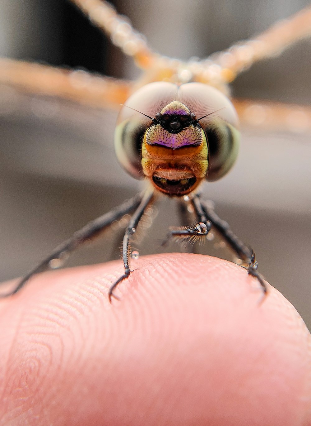 a close up of a small insect on a person's finger